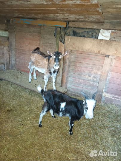 Альпийский козёл и ламанчи