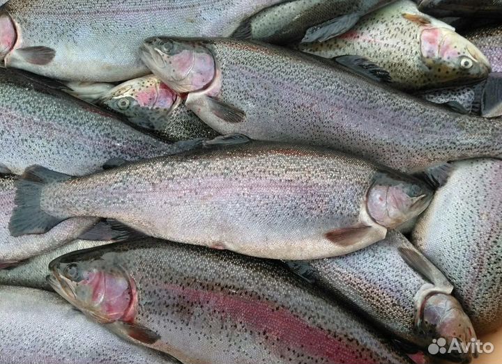 Карельская непотр. форель/стейки /печень трески