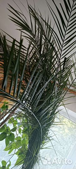 Финиковая пальма