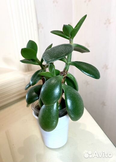 Денежное дерево-Толстянка