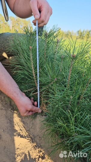 Саженцы ели окс