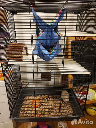 Крысы с клеткой