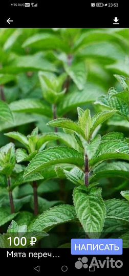 Мята, мелисса, тимьян, тархун