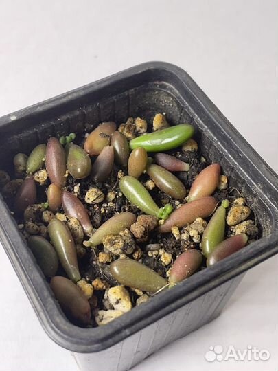 Суккулент. Седум Шталля