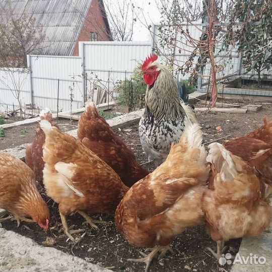Куры несушки Белые