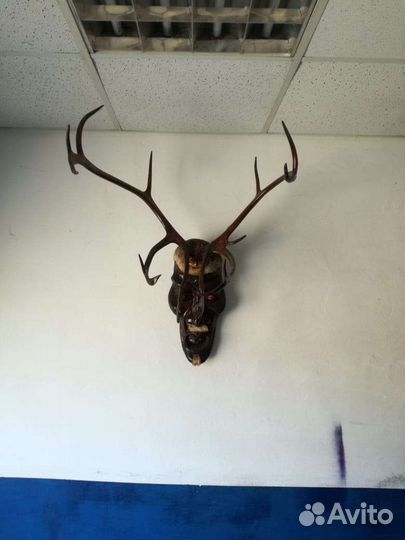 Рога оленя