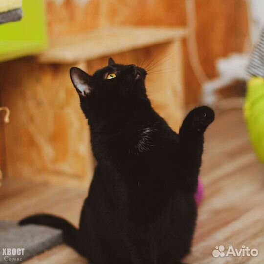 Элегантная кошка Фелиция, 1 год