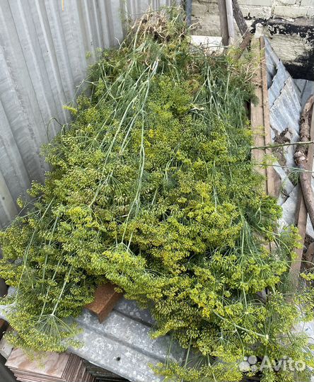 Зонтики укропа