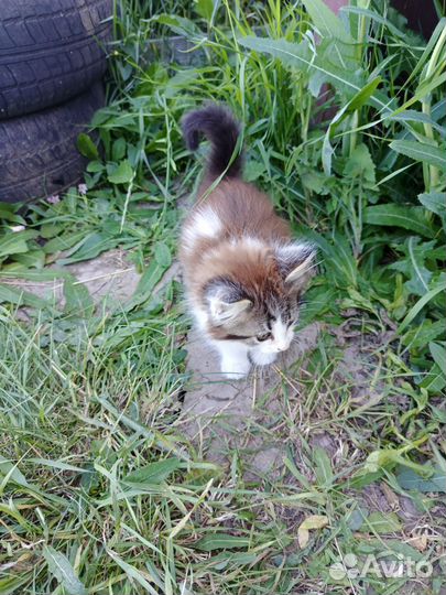 Котёнок в добрые руки мальчик