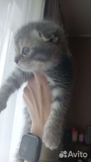 Шотландская