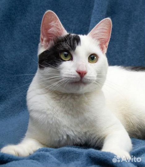 Кот в добрые руки