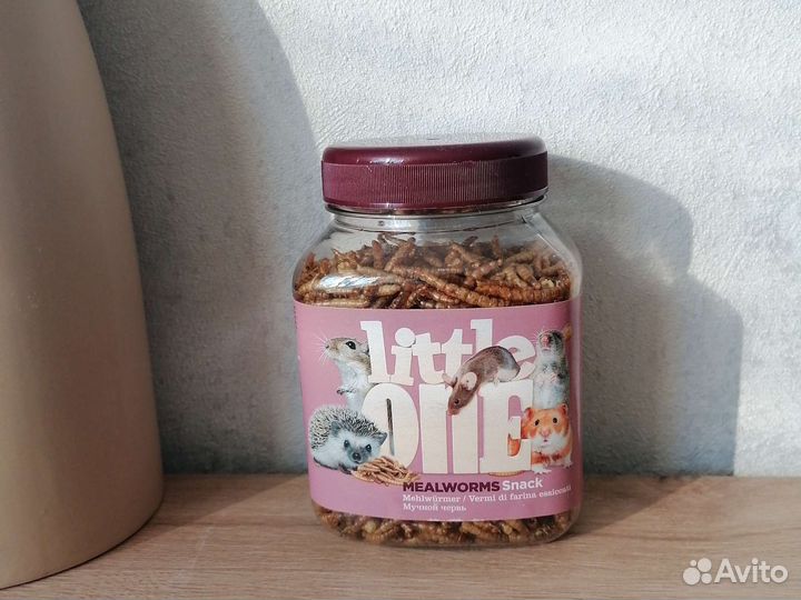 Мучной червь