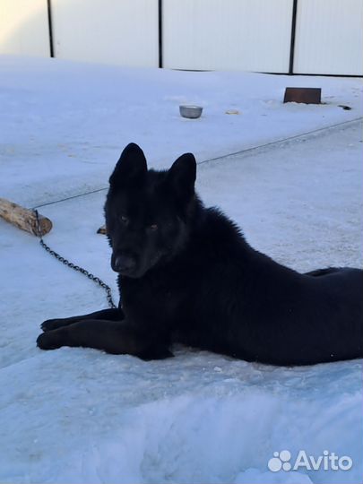 Вязка собак