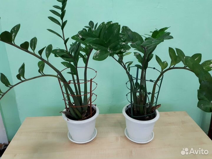 Замиокулькас