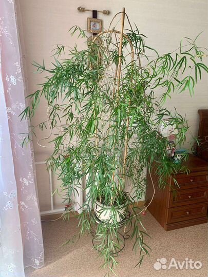 Аспарагус большой