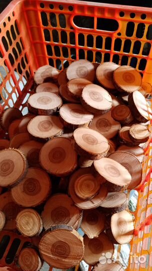 Спилы Краснодарского ореха.Набор 100шт