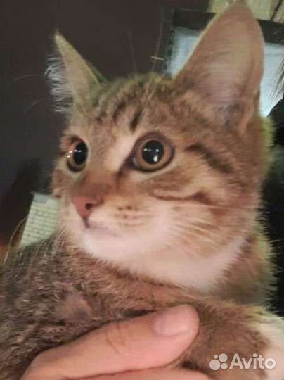 Европейская