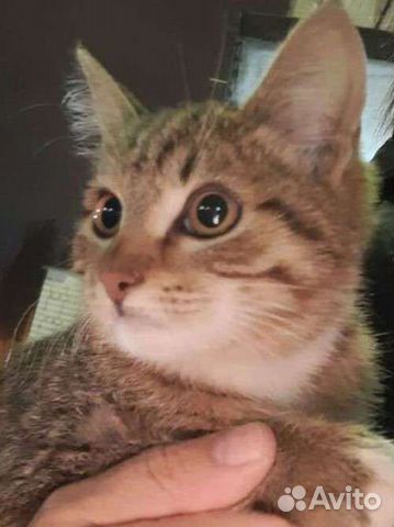 Европейская