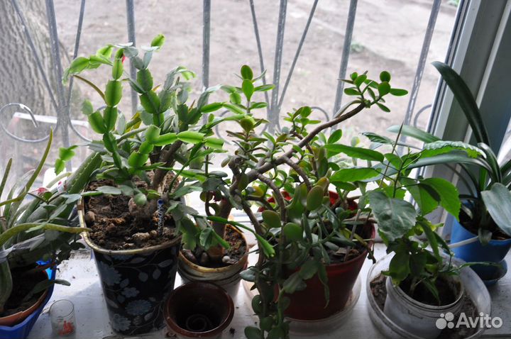 Цветы комнатные и кливия