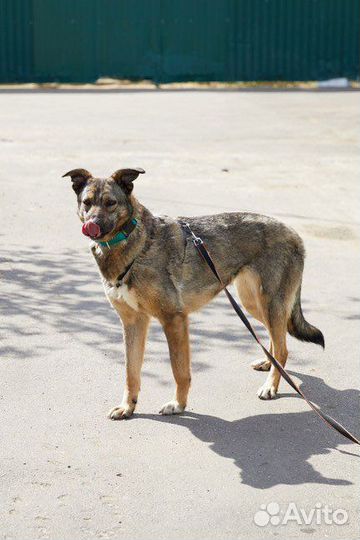 Скромная Джун в поисках хозяина