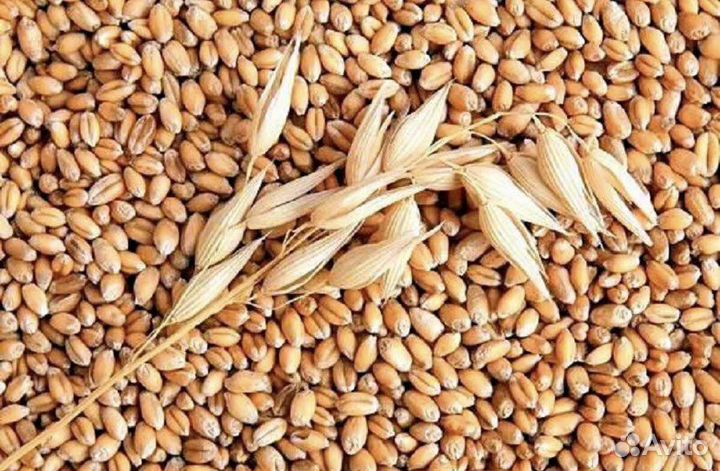 Зерно Пшеница, Ячмень, Овес, Кукуруза, Дробленка