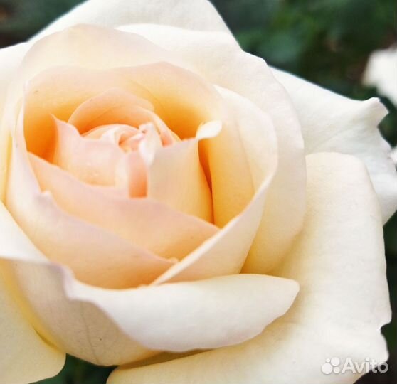 Женская одежда и обувь пакетом