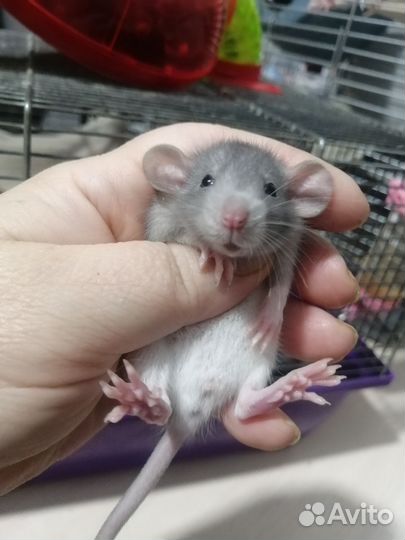 Крыса крысята дамбо