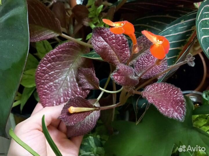 Эписция 2 сорта, Пелиония