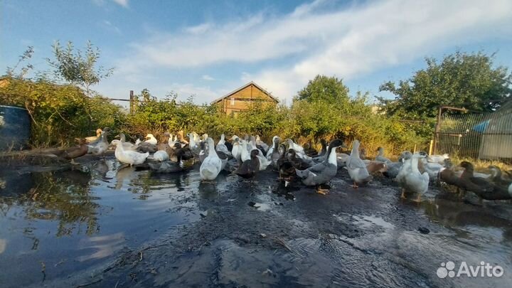 Утята на мясо и племя 30 дней