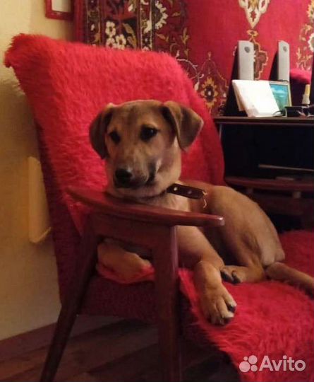 Рыжая красавица ищет семью