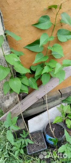 Сирень сортовая