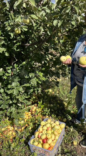 Участок 6 сот. (СНТ, ДНП)