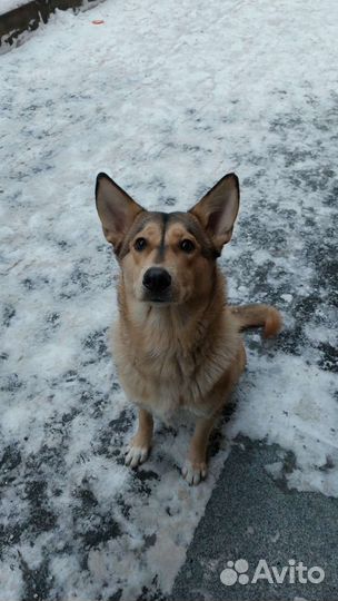 Собака в добрые руки