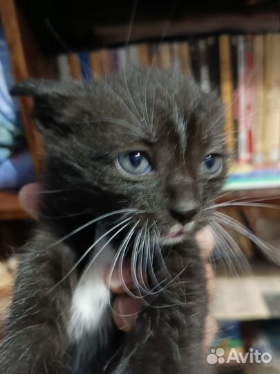 Кошка в дар