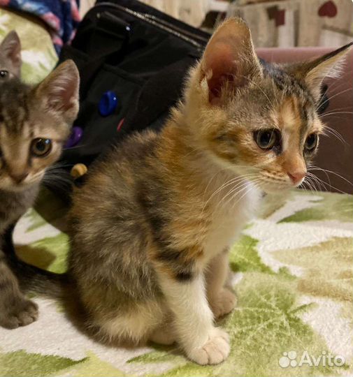 Малыши ищут семью