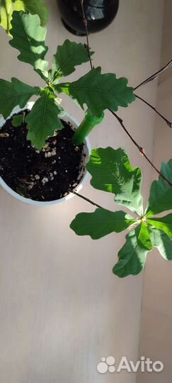 Ростки дуба продажа