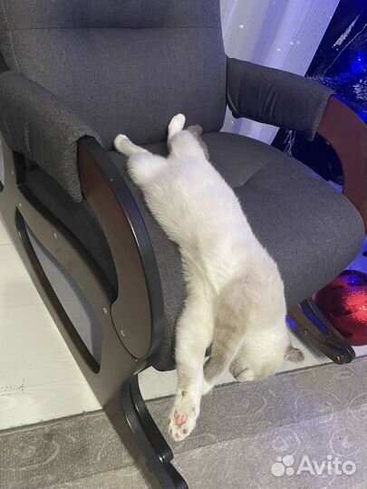 Отдам кота в добрые руки
