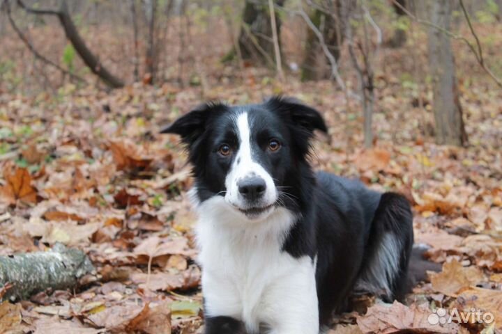 Собака для фотосессий/съёмок