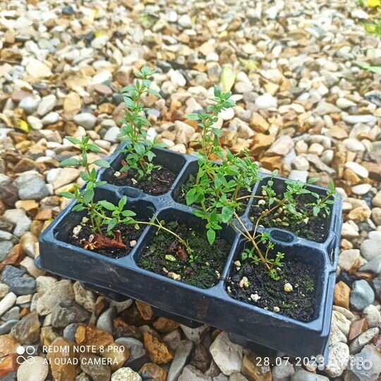 Пряные травы