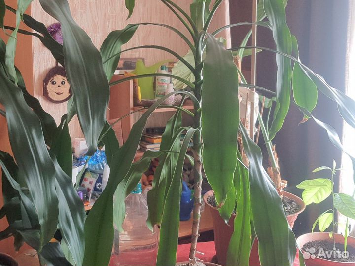 Пальма юкка