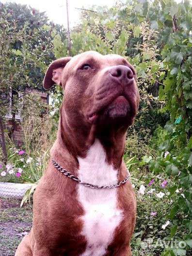 Питбуль вязка