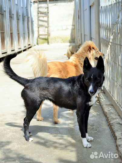 Собака в добрые руки