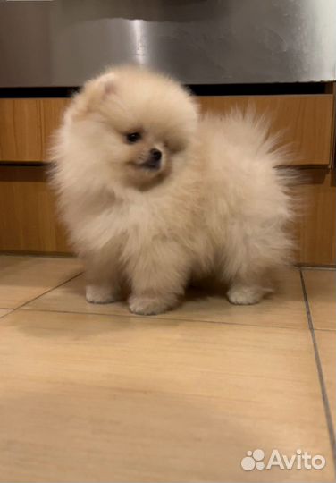 Шпицы мишки