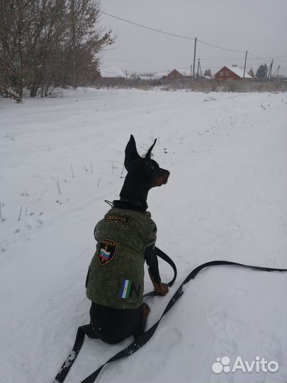 Дрессировка воспитание собак.Кинолог. Зоопсихолог