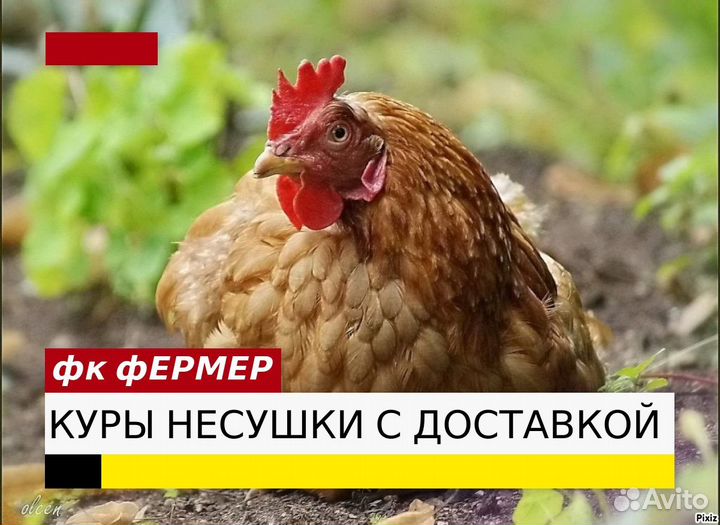 Куры несушки Ломан Браун