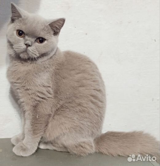 Британские котята