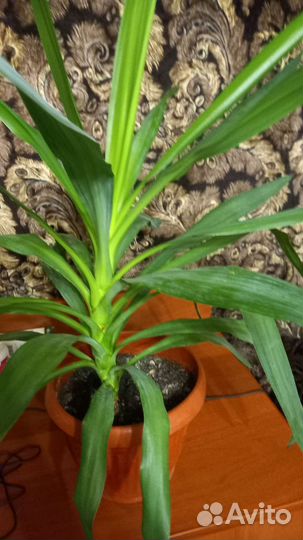 Пальма юкка