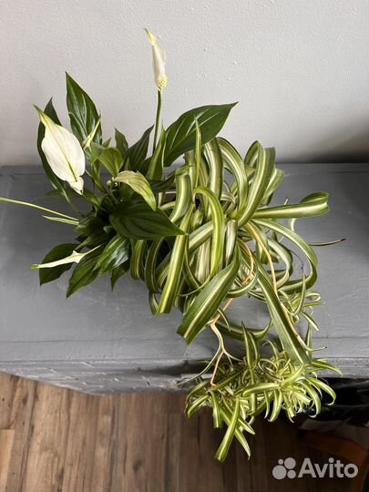 Хлорофитум и спатифиллум, композиция