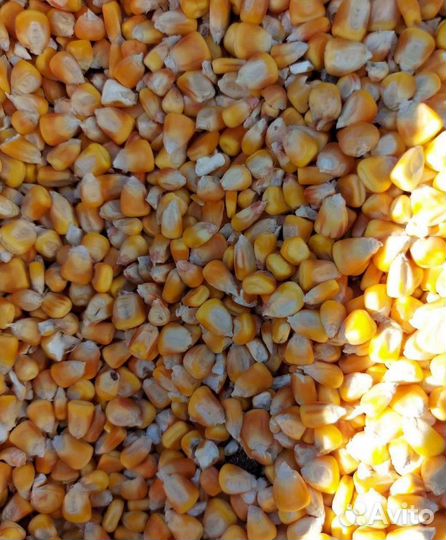 Кормовой горох, Кормовая пшеница на корм