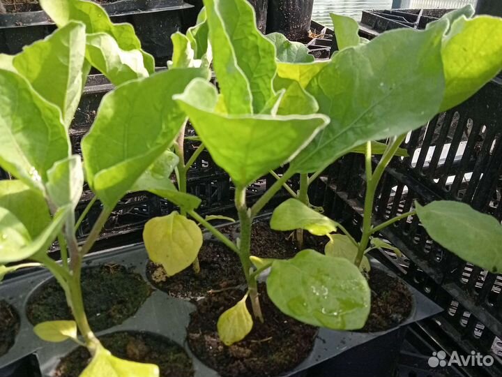 Рассада баклажан